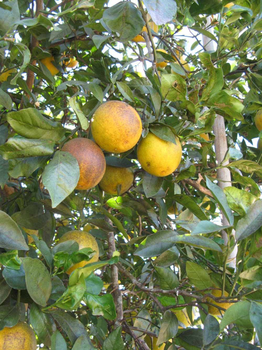              Fruit (Winter Haven, FL)       